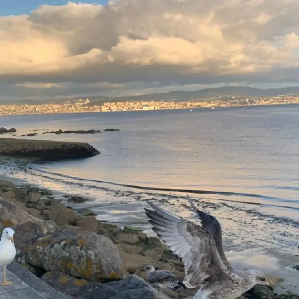 Nueva adjudicacion en cangas de onis (1)